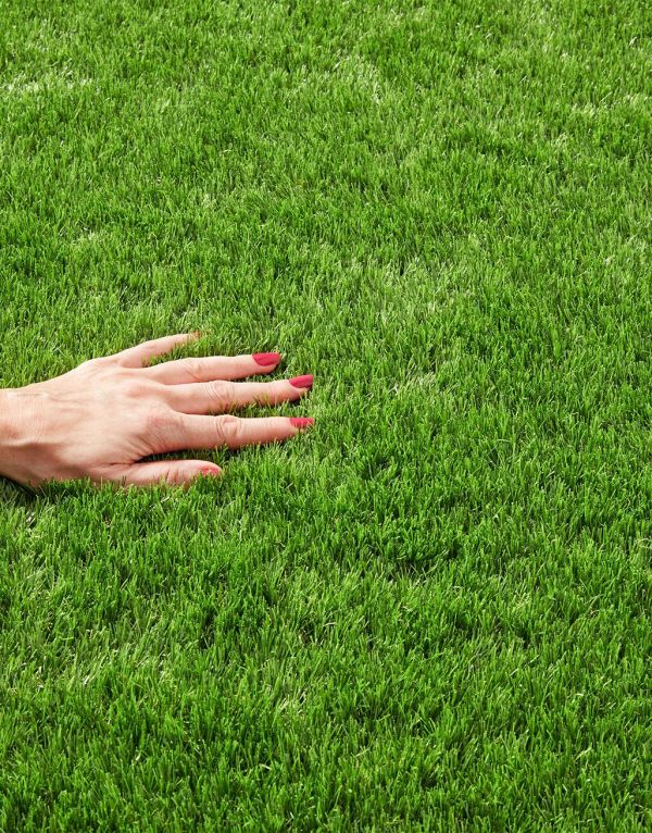 lucerne artificial grass
